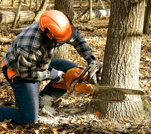 Tree Removal in Ashland, NH